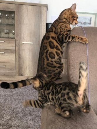 Bengalische Kätzchen mit Stammbaum zu verkaufen.