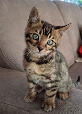 Bengalische Kätzchen mit Stammbaum zu verkaufen.