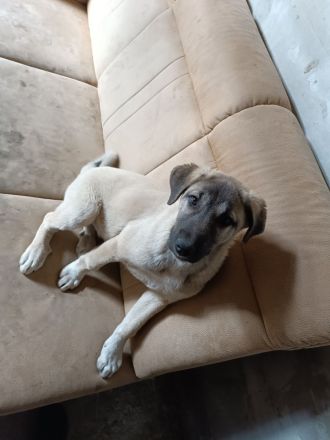 Hunde dringend zu verkaufen