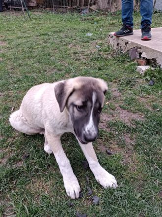 Hunde dringend zu verkaufen