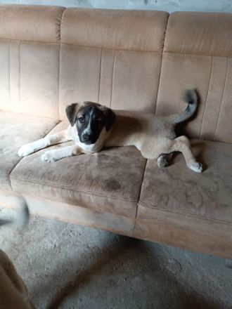 Hunde dringend zu verkaufen