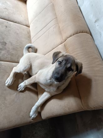 Hunde dringend zu verkaufen