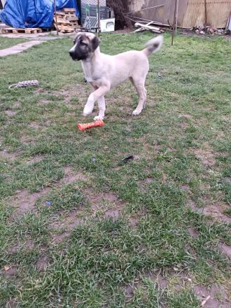 Hunde dringend zu verkaufen