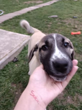 Hunde dringend zu verkaufen