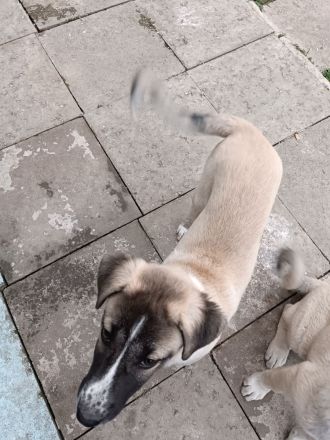 Hunde dringend zu verkaufen