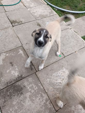 Hunde dringend zu verkaufen