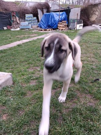 Hunde dringend zu verkaufen