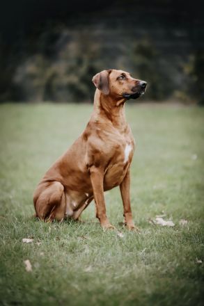wunderschöne & gesunde - reinrassige Rhodesian Ridgeback Welpen
