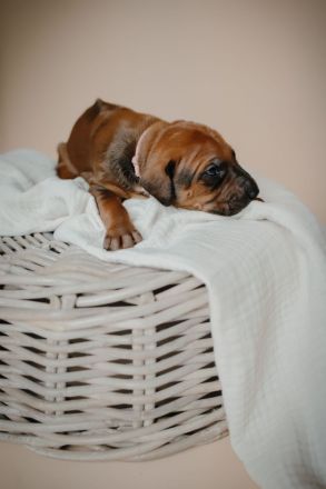 wunderschöne & gesunde - reinrassige Rhodesian Ridgeback Welpen