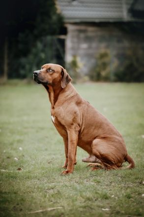 wunderschöne & gesunde - reinrassige Rhodesian Ridgeback Welpen