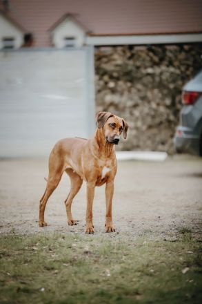 wunderschöne & gesunde - reinrassige Rhodesian Ridgeback Welpen