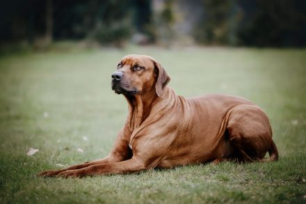 wunderschöne & gesunde - reinrassige Rhodesian Ridgeback Welpen
