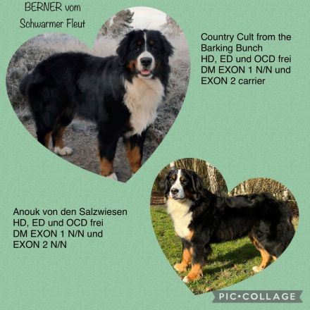 Berner vom Schwarmer Fleut