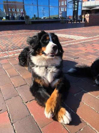 Berner vom Schwarmer Fleut