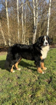 Berner vom Schwarmer Fleut