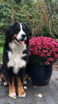 Berner vom Schwarmer Fleut