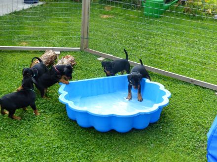 Deutscher Pinscher Welpe, Hündin aus Rassezucht beim PSK1895 / VDH