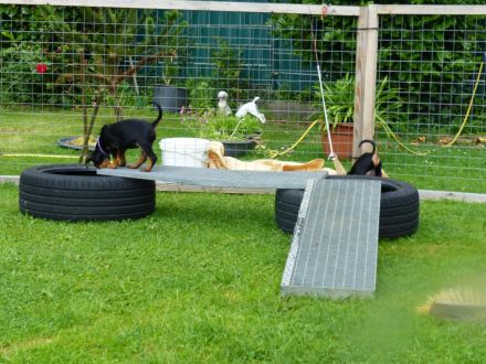 Deutscher Pinscher Welpe, Hündin aus Rassezucht beim PSK1895 / VDH