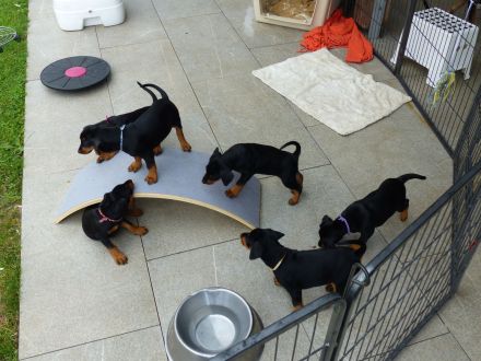 Deutscher Pinscher Welpe, Hündin aus Rassezucht beim PSK1895 / VDH