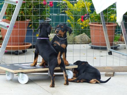 Deutscher Pinscher Welpe, Hündin aus Rassezucht beim PSK1895 / VDH