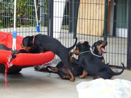 Deutscher Pinscher Welpe, Hündin aus Rassezucht beim PSK1895 / VDH