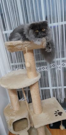 Perser Kätzchen 8Monate alt geimpft