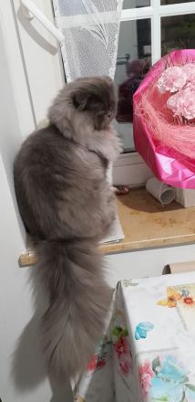 Perser Kätzchen 8Monate alt geimpft