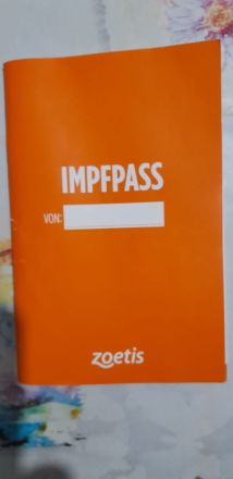 Perser Kätzchen 8Monate alt geimpft