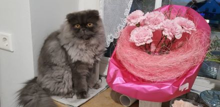 Perser Kätzchen 8Monate alt geimpft