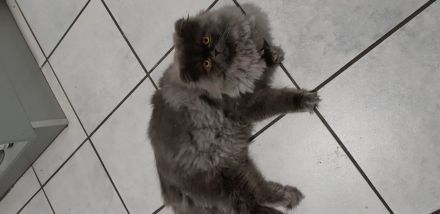 Perser Kätzchen 8Monate alt geimpft