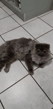 Perser Kätzchen 8Monate alt geimpft