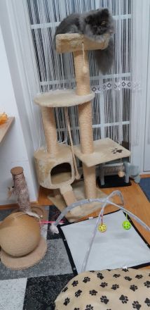 Perser Kätzchen 8Monate alt geimpft