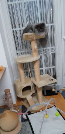 Perser Kätzchen 8Monate alt geimpft