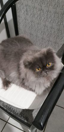 Perser Kätzchen 8Monate alt geimpft