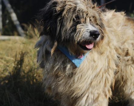 WUSCHEL sucht einfühlsames Zuhause!