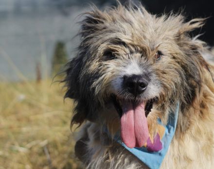 WUSCHEL sucht einfühlsames Zuhause!