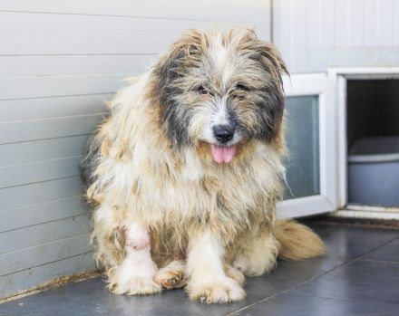 WUSCHEL sucht einfühlsames Zuhause!