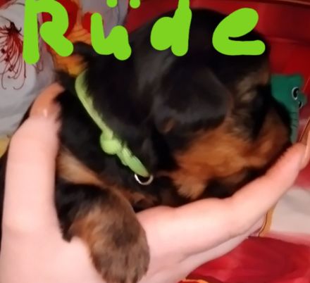 Reinrassige YorkshireTerrier Welpen