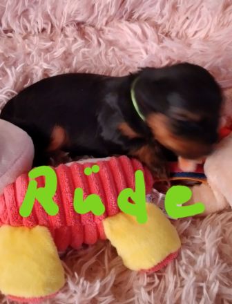 Reinrassige YorkshireTerrier Welpen