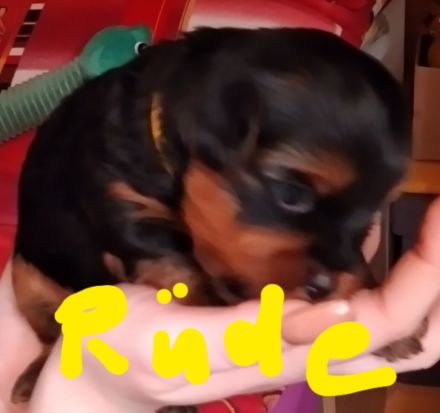 Reinrassige YorkshireTerrier Welpen