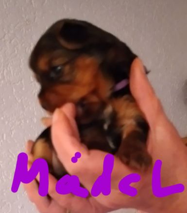Reinrassige YorkshireTerrier Welpen
