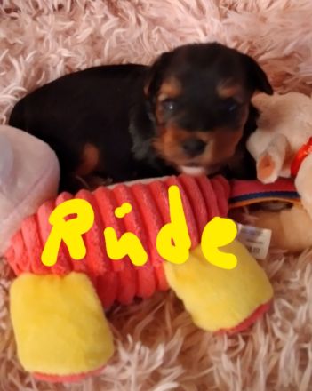 Reinrassige YorkshireTerrier Welpen