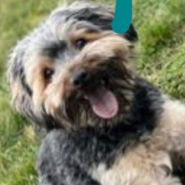 Reinrassige YorkshireTerrier Welpen