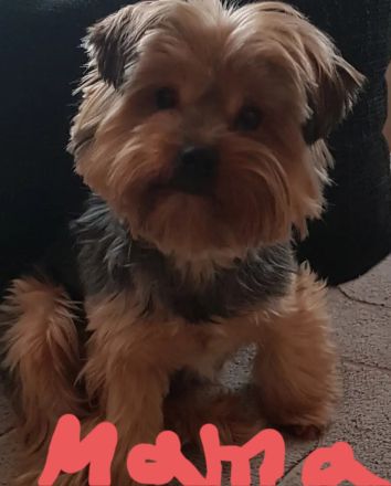 Reinrassige YorkshireTerrier Welpen