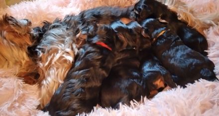 Reinrassige YorkshireTerrier Welpen