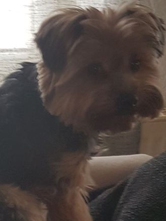 Reinrassige YorkshireTerrier Welpen