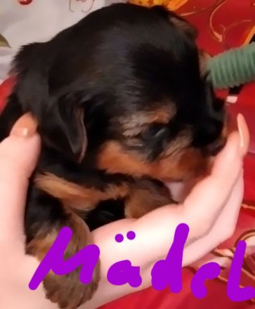Reinrassige YorkshireTerrier Welpen