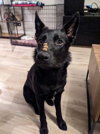 Vegeta(Deutscher Schäferhund/Bordercollie)