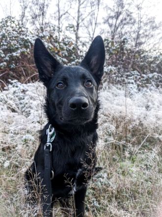 Vegeta(Deutscher Schäferhund/Bordercollie)