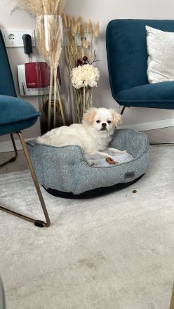 Loui der lustige Pekinese